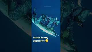 Blue Marlin is very aggressive💙 🔵 😞#highlights #fish #fishing #facts #shorts  #travel#art#subscribe