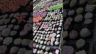 #succulent #cactus #tiny #colorful #beauty #shorts #red #orange #green