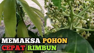 Memaksa pohon mangga yang masih kecil agar cepat rimbun