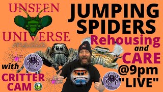 JUMPING SPIDERS - Rehousing and Care!