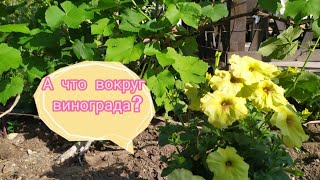 Оформляю приствольный круг и зону вокруг винограда. Клумбы своими руками.