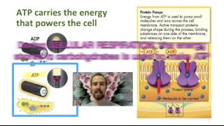 Biology 04-4 Energy and Active Cell Transport