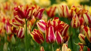 Tulip 'Wonder Club' - FarmerGracy.co.uk