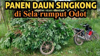 PANEN DAUN SINGKONG DI SELA RUMPUT ODOT