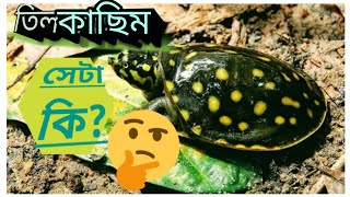 what is Indian Flapshell turtle? তিল কাছিম কি? turtle importance in  environment.বাংলার তিল কাছিম,