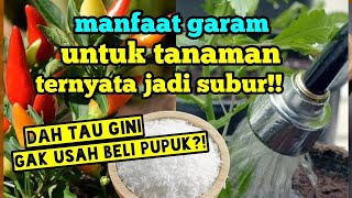 manfaat garam untuk kesuburan tanaman