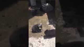 Baby bears fighting