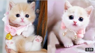 Baby Cats - Cute cat funny video compilation,kitten kutu mawoo