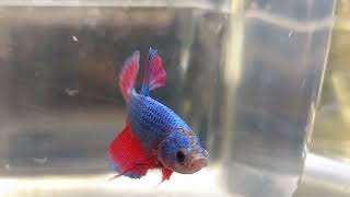 Betta cod 170