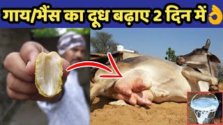 गाय/भैंस का दूध बढ़ाए मात्र 2 दिनों में||Doodh bdhane ka tarika||How to increase cow/buffalo milk.