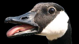 😳Angry Canada Goose has a HISSY FIT!😳