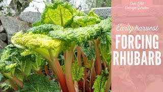 Early harvest - Forcing rhubarb