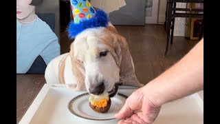 My dog Vincent’s birthday, and his cupcake.