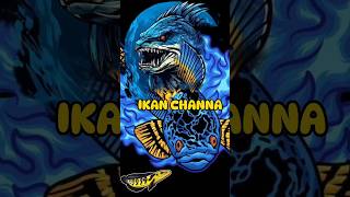 FAKTA MENARIK IKAN CHANNA #ikanchanna #ikanchannaindonesia #faktaunik #faktamenarik #shorts #short