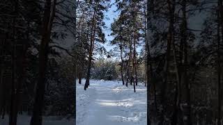 #yakutia #yakutsk #snowforest