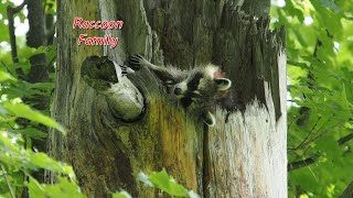 Raccoon Family, Mud Lake