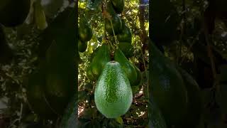 #magic #avocado #trending #fruits #viralvideo #viral #amazing #viralshorts