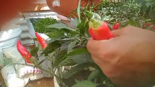 Harvesting varieties of chillis.