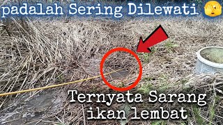 ternyata rumput ini di huni para ikan lele #mancinglele