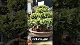 Azalea bonsai variedad Nikko en irunbonsai.com