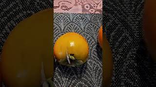 ASMR Kaki Fruit #satisfying #deliciousfruit #lecker #short