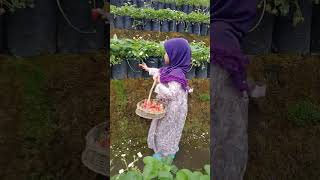 KEBUN STRAWBERRY BUMDES BATANG SANGIR