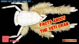 5 Unique Facts about the Yeti Crab, Unique facts you don't know yet…