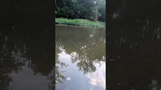 Attack from the sky, bird try to smash my whopper plopper. Big Darby Creek Ohio.