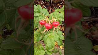 Mai Hagebutte (Rosa majalis).