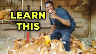 Know this before Starting A chicken farm business.