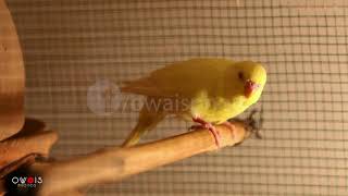 The Budgerigar