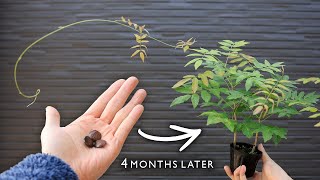 種まき藤（フジ）～4ヶ月成長記録 用土別成長の違い【Bonsai diary 盆栽日記 8/6】初心者の簡単盆栽の作り方 やり方 藤 ふじ wisteria Sowing seed  EOS R5