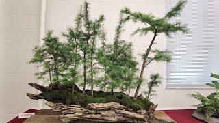 New Haven Bonsai Show, Art Gallery & Outdoor Buffet, Goose Dam Slideshow