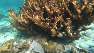 Snorkeling at the Hol Chan Reserve - Belize