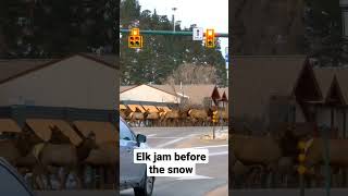 Morning Elk Jam before the snow arrives