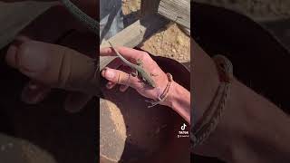 Rescuing lizards!