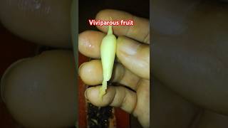 Vivipary in papaya