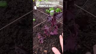 Did you know about PURPLE basil?