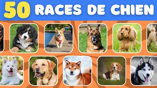 Quiz CHIEN | Trouve les différentes races de chien 🐶