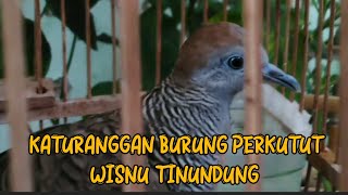 KATURANGGAN BURUNG PERKUTUT WISNU TINUNDUNG BY @sahirutomo535