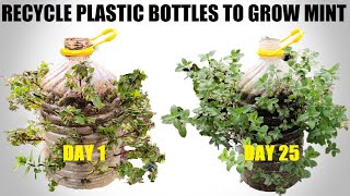 Plant Mint With Plastic Bottles | FULL INFORMATION