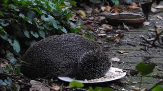 Vroege Vogels - Moeder egel met jong