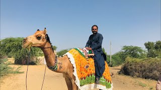 Camels herder