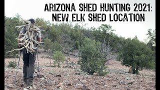 Arizona Shed Hunting 2021: New Elk Shed Location