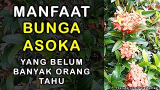 Manfaat Bunga Asoka | Khasiat Bunga Asoka Untuk Kesehatan Yang Belum Banyak Orang Tahu