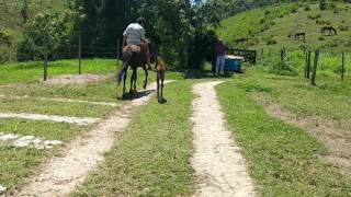 Negrita e sua potra  Atena...