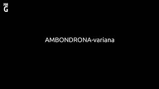 AMBONDRONA variana