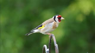 My American Goldfinch sings a tutor calling birds, goldfinch excitation to sing,goldfinch chirping