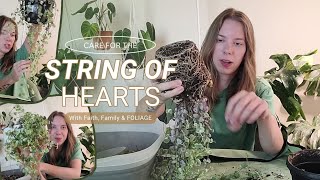 String of Hearts (Ceropegia Woodii) Care & Repot | How to care for your string of things!