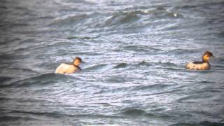 Little grebes at blashford lakes 09 /01/15